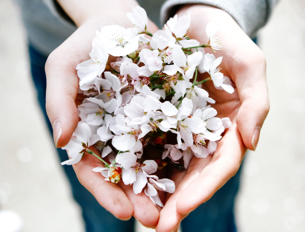 Two hands holding white blossoms